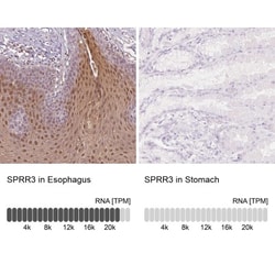 SPRR3 Antibody, Novus Biologicals:Antibodies:Primary Antibodies